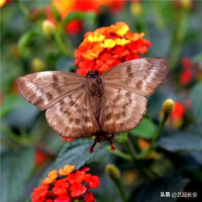 java模拟器汉化版下载